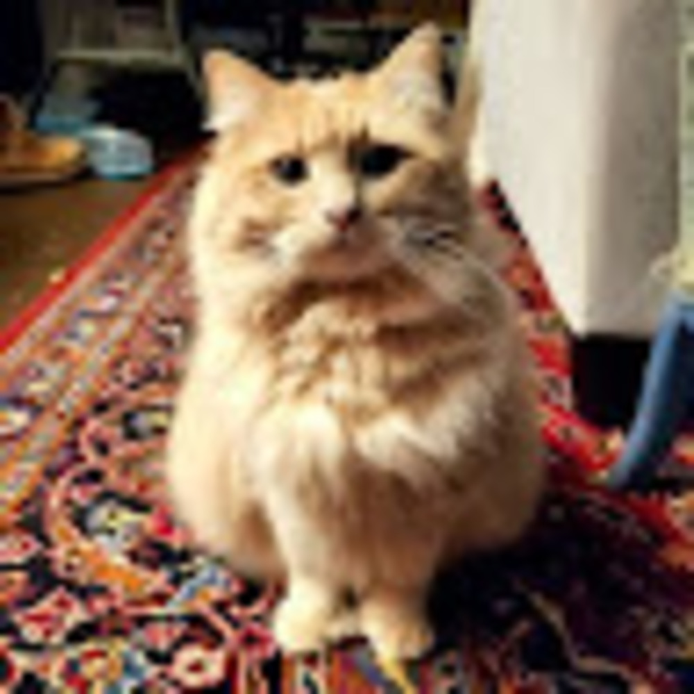 meowsnotvows
